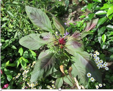 tuinplant met donkerpaarse bloem